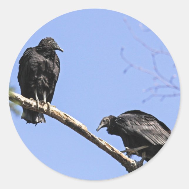 Black Vultures Classic Round Sticker (Front)