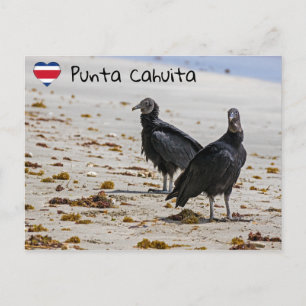 Black vultures  in Punta Cahuita - Costa Rica Postcard