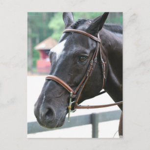 Black Warmblood Postcard