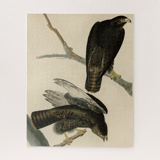 Black Warrior (Red-tailed Hawk) from Audubon Birds Jigsaw Puzzle (Vertical)