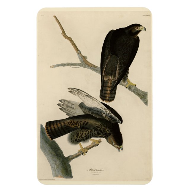 Black Warrior (Red-tailed Hawk) from Audubon Birds Magnet (Vertical)