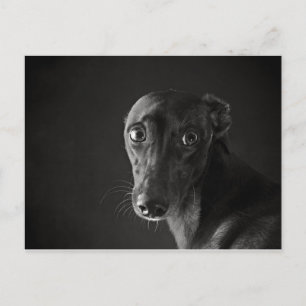 Black whippet postcard