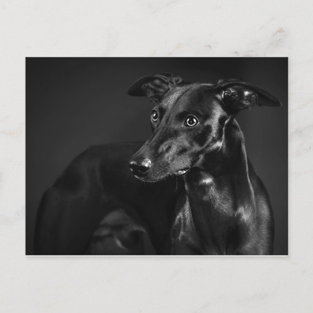 Black whippet postcard (Front)