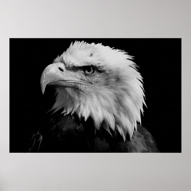 Black & White American Bald Eagl Poster (Front)
