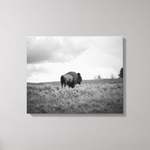 Black & White American Bison Standing 16x20 Canvas Print