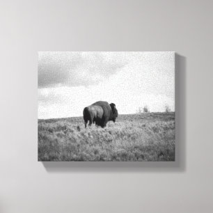 Black & White American Bison Standing 8x10 Canvas Print