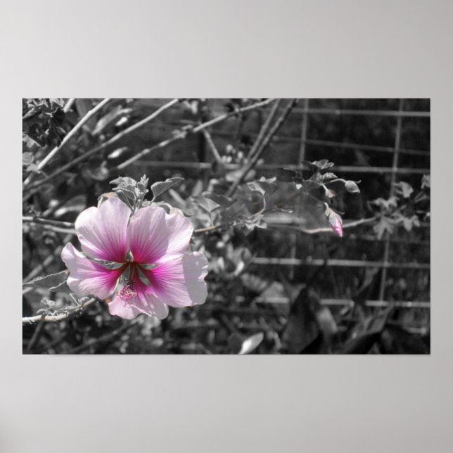 Black, White and Pink Hibiscus Poster (Front)