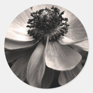 Black White Anemone Sympathy Round Sticker