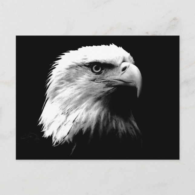 Black & White Bald Eagle Postcard (Front)