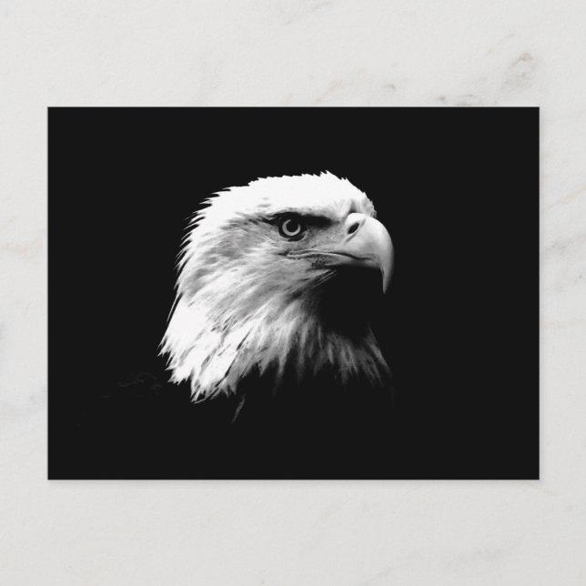 Black & White Bald Eagle Postcard (Front)