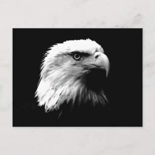 Black & White Bald Eagle Postcard