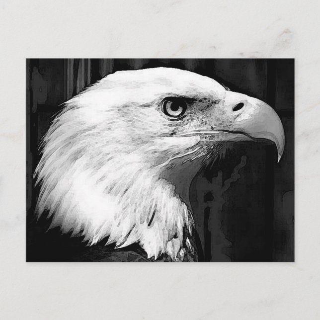 Black & White Bald Eagle Postcard (Front)