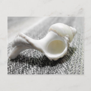 Black & White Beach Sea Shell Photo Postcard