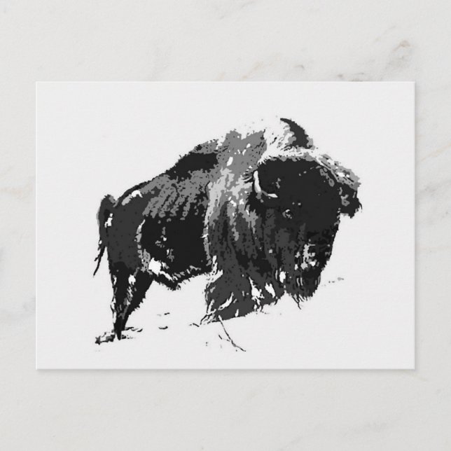 Black & White Bison / Buffalo Postcard (Front)