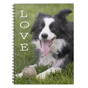 Black & White Border Collie Love Puppy Dog Journal