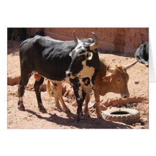 Black, White, Brown, Bulls with Horns - Standing