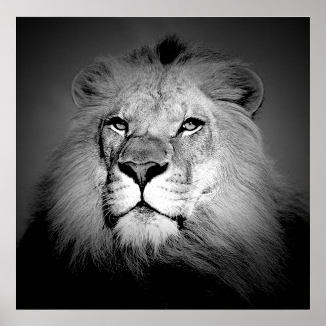 Black & White / BW Lion Poster Print - Lion Face (Front)