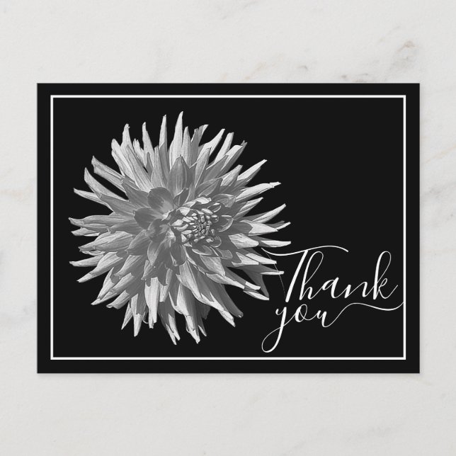 Black/White Cactus Dahlia Black Backdrop Thank You Postcard (Front)