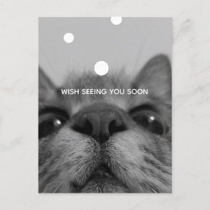 Black&White Cat Face Postcard 