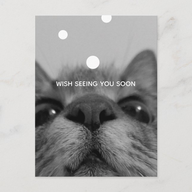 Black&White Cat Face Postcard  (Front)