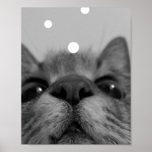 Black&White Cat Face Postcard Poster