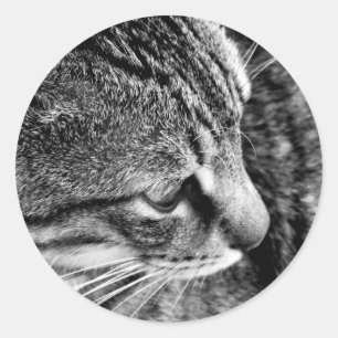 Black & White Cat Photography Sticker