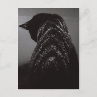 Black & White Cat Postcard