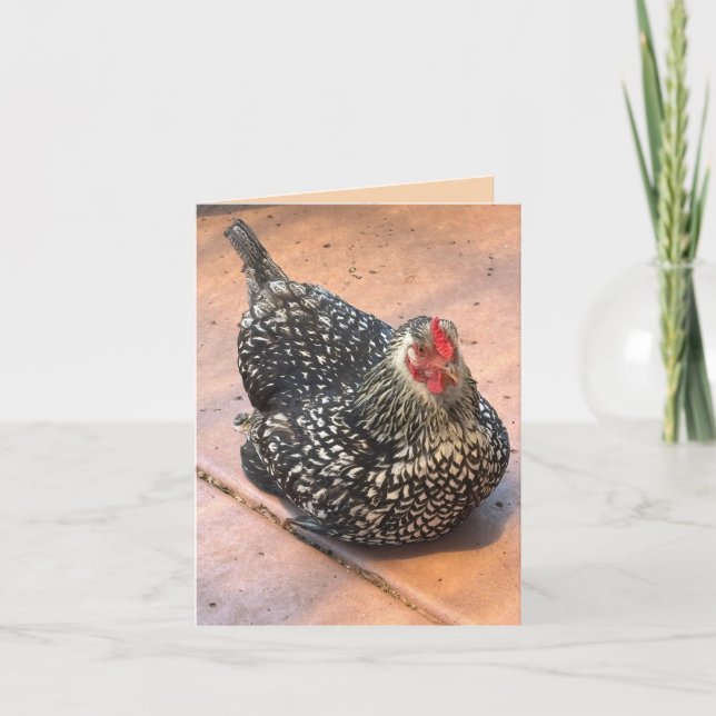 Black & White Chicken Resting Photo Card (Front)