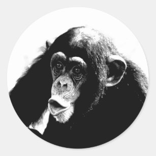 Black White Chimpanzee Classic Round Sticker