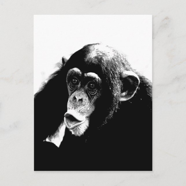 Black White Chimpanzee Postcard (Front)