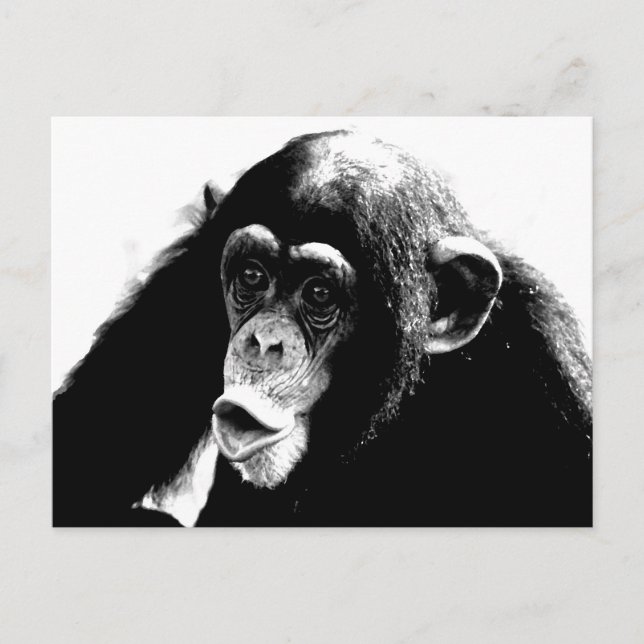 Black White Chimpanzee Postcard (Front)