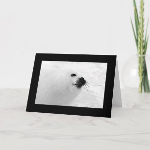 Black White Christmas Cards   Black White Holiday 