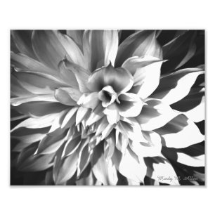 Black & White Chrysanthemum Print 8 x 10