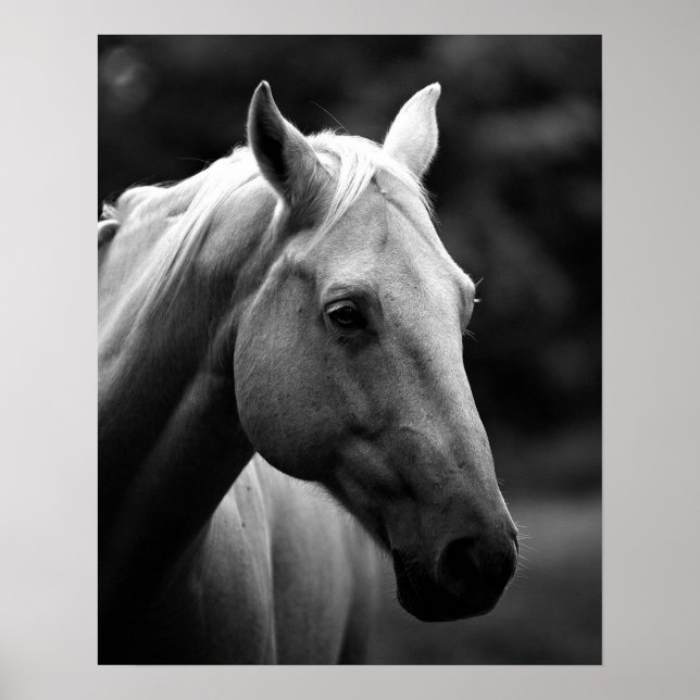 Black White Closeup Horse Poster (Front)