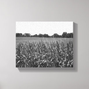 Black & White Cornstalks in a Rural Field 8x10 Canvas Print