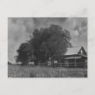Black & White Cotton Field Postcard