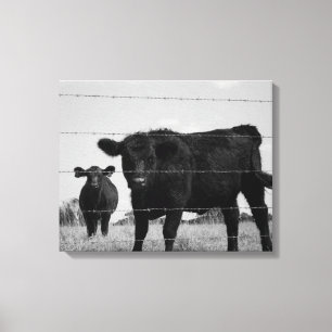 Black & White Cow and Calf Behind Wire Fence 16x20 Canvas Print