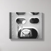 Black & White Cow Poking His Nose Through 8x10