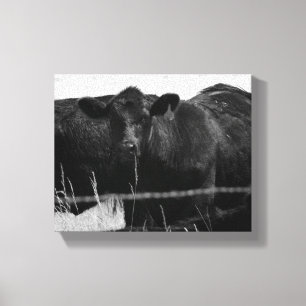 Black & White Cows Behind Barbed Wire Fence 8x10 Canvas Print