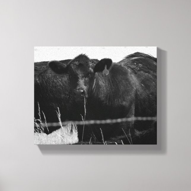 Black & White Cows Behind Barbed Wire Fence 8x10 Canvas Print (Front)