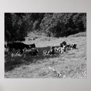 Black & White Cows Under a Shade Tree 16x20 Poster
