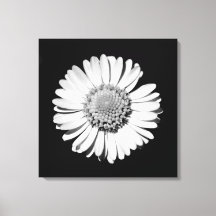 Black White Daisy Floral Art Botanical Photography