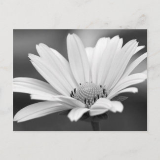 Black White Daisy Zazzle Postcards
