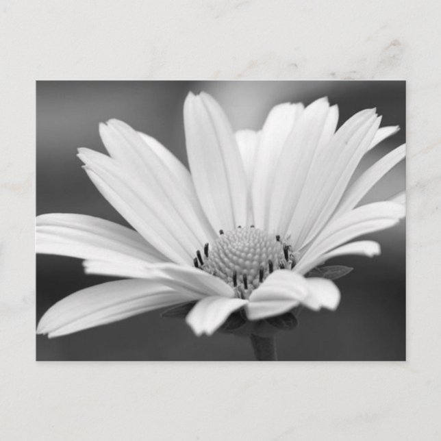 Black White Daisy Zazzle Postcards (Front)