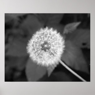 Black & White Dandelion in Front of Leaves 16x20 Poster