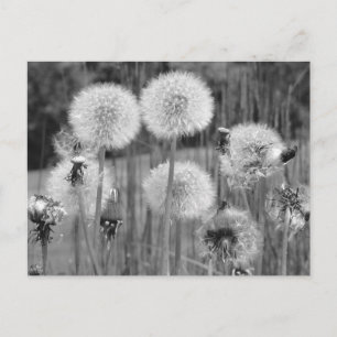 Black & White Dandelions Postcard