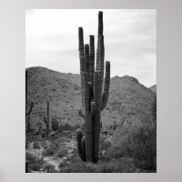 Black & White Desert Cactus 16x20 Poster Print
