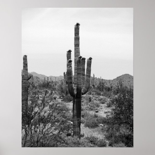 Black & White Desert Cactus 16x20 Poster Print (Front)
