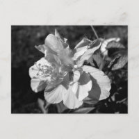 Black & White Double Hibiscus Flower