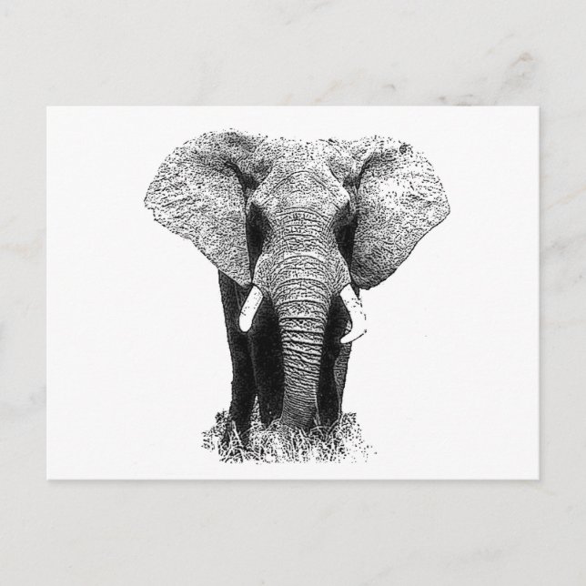 Black & White Elephant Postcard (Front)